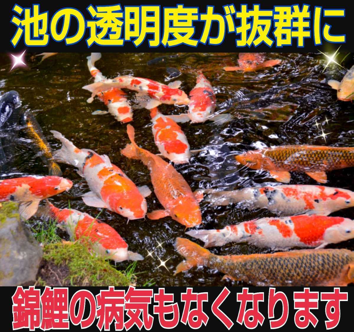 優先配送 池の水質が抜群になります!【ヴァルナ池用】錦鯉の飼育者絶賛!病原菌や感染症など有害物質を抑制し透明度が抜群になります☆色艶もアップ ろ材 優先配送 池の水質が抜群になります!【ヴァルナ池用】錦鯉の飼育者絶賛!病原菌や感染症など有害物質を抑制し透明度が抜群になります☆色艶もアップ ろ材