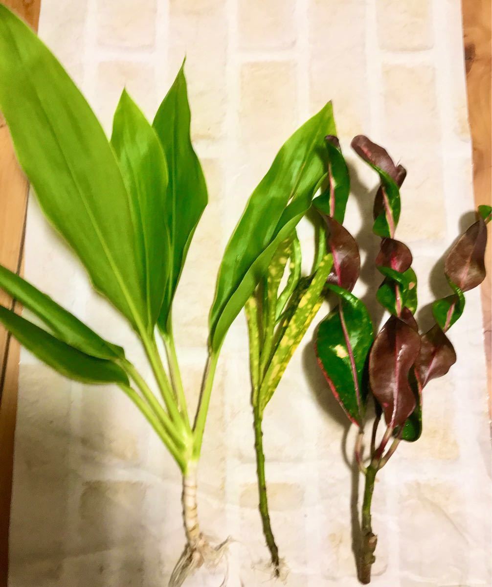 Paypayフリマ 観葉植物 コルディリネ クロトン2種類 千年木 カーリー リラックス Paypayフリマ 観葉植物 コルディリネ クロトン2種類 千年木 カーリー リラックス