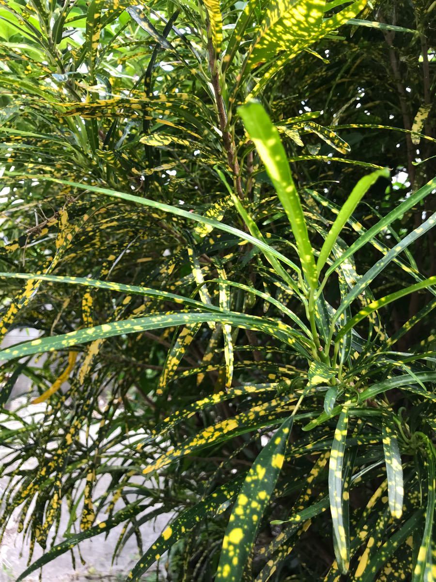 Paypayフリマ 観葉植物 コルディリネ クロトン2種類 千年木 カーリー リラックス