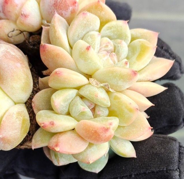 多肉植物 現品 琥珀 コハク 3苗セット｜Yahoo!フリマ（旧PayPayフリマ）