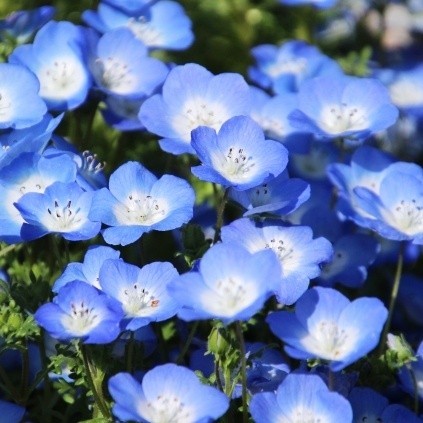 Paypayフリマ 寒冷地の春まき花の種 ネモフィラ インシグニスブルー 50粒 Paypayフリマ 寒冷地の春まき花の種 ネモフィラ インシグニスブルー 50粒