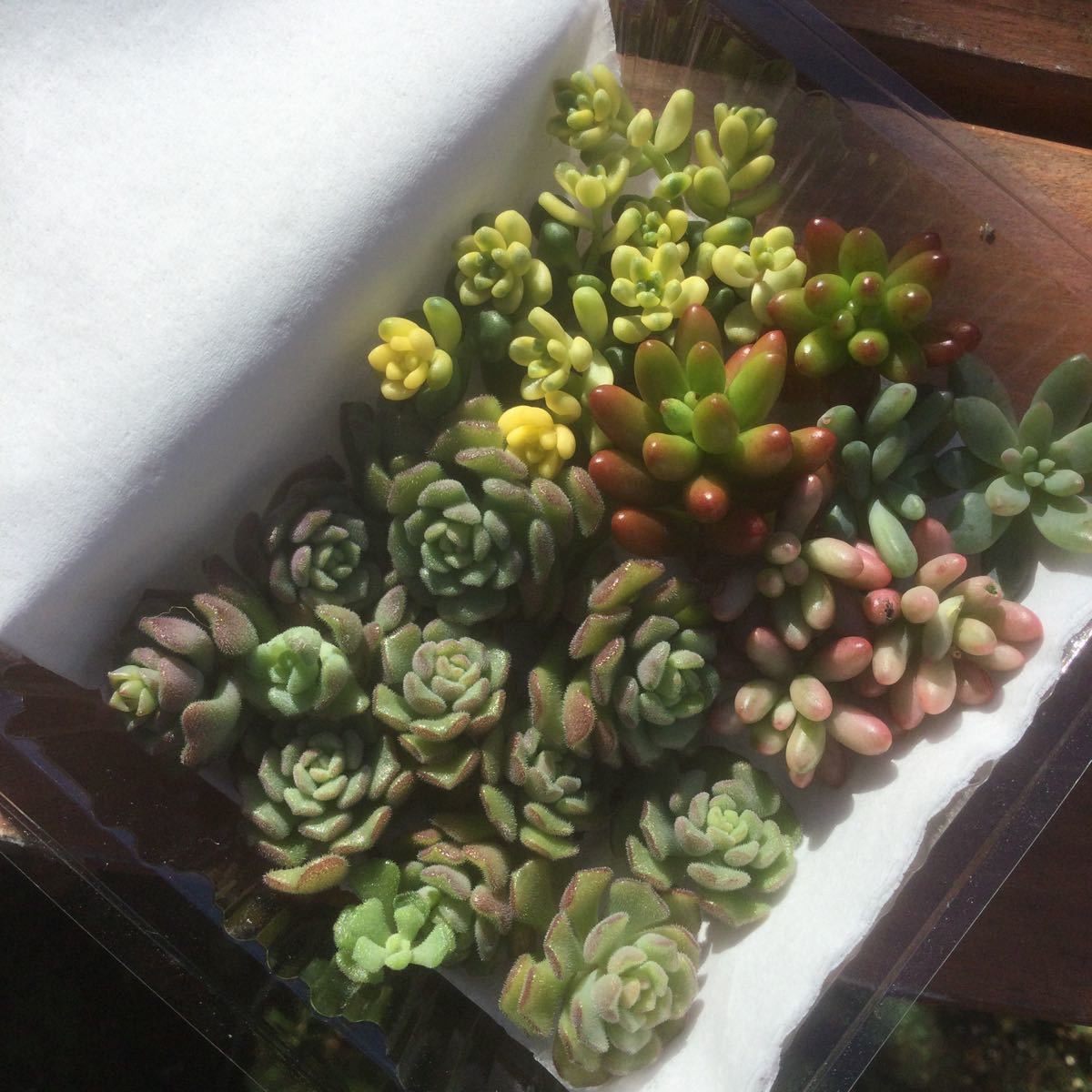 Paypayフリマ 多肉植物 ピンクベリー5種 カットセット Paypayフリマ 多肉植物 ピンクベリー5種 カットセット