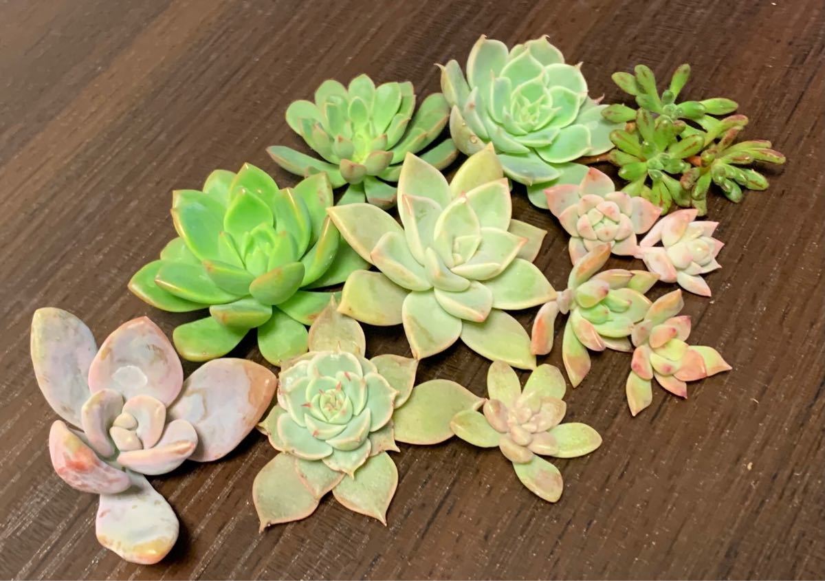 Paypayフリマ 多肉植物まとめセットb 薄氷 姫秋麗 小人祭り プロリフェラなど Paypayフリマ 多肉植物まとめセットb 薄氷 姫秋麗 小人祭り プロリフェラなど
