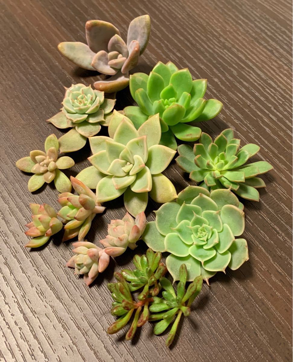 Paypayフリマ 多肉植物まとめセットb 薄氷 姫秋麗 小人祭り プロリフェラなど Paypayフリマ 多肉植物まとめセットb 薄氷 姫秋麗 小人祭り プロリフェラなど