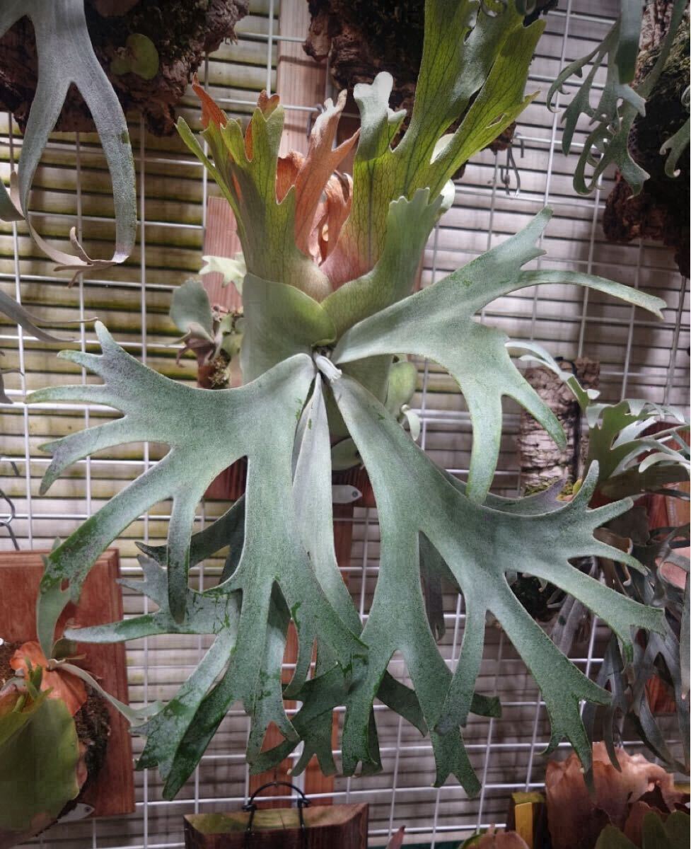 P.willinckii 'Anne(晴花)' アン moco plants モコプランツ ビカクシダ