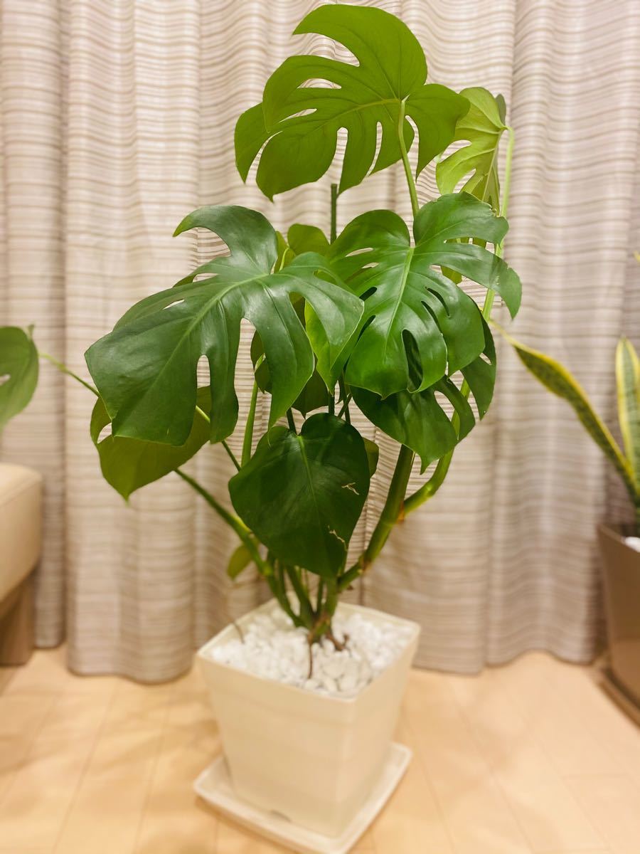 Paypayフリマ モンステラ観葉植物 1mへ成長中 1 22更新 Paypayフリマ モンステラ観葉植物 1mへ成長中 1 22更新