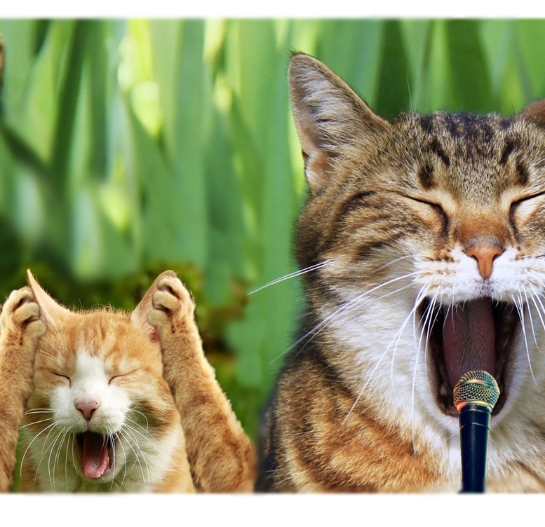 Aucru Com 音痴ねこ Cn293 アートポスター プリント ねこ ネコ ねこあそび ごろにゃん 猫まね ニャンコ にゃんこ Funny Cat Art Poster Aucru Com 音痴ねこ Cn293 アートポスター プリント ねこ ネコ ねこあそび ごろにゃん 猫まね ニャンコ にゃんこ Funny Cat Art Poster