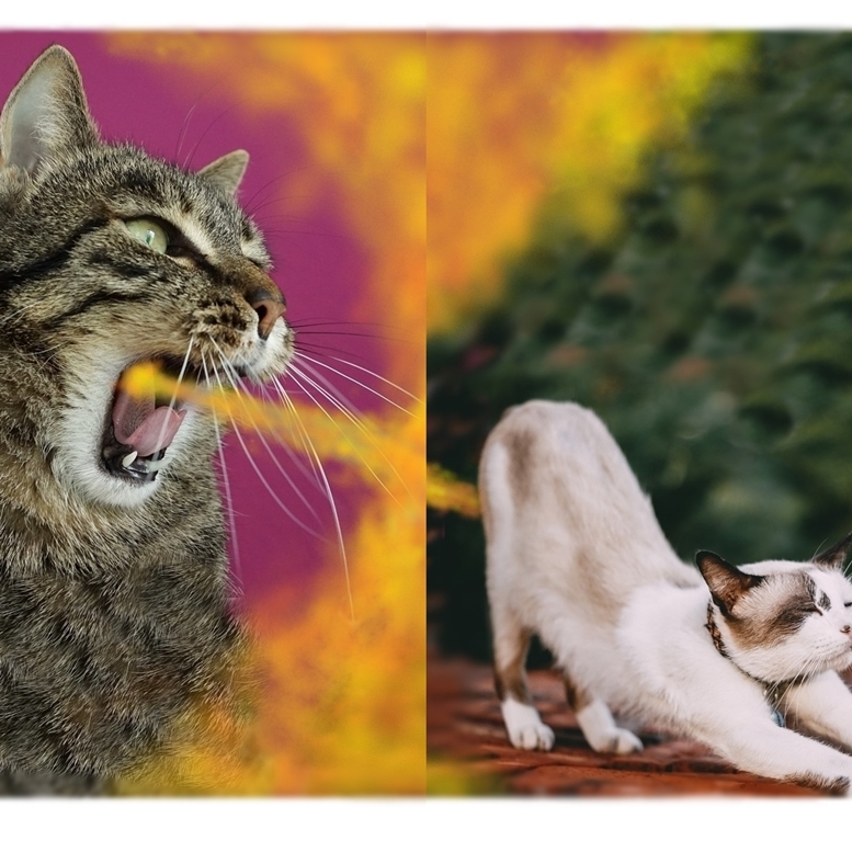 - A4プリント ニャジラvsニャンギラス cd286 アート ねこ ネコ ねこあそび にゃんこ大戦争 猫 まね ごろにゃん ニャンコ funny cat Art_画像1