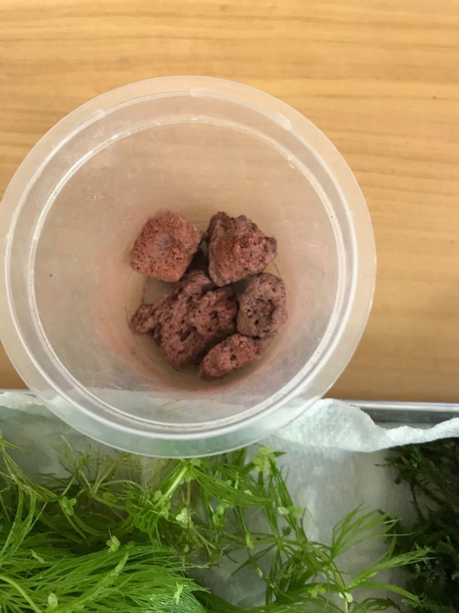 Paypayフリマ 新春 育てやすい水草セット Paypayフリマ 新春 育てやすい水草セット