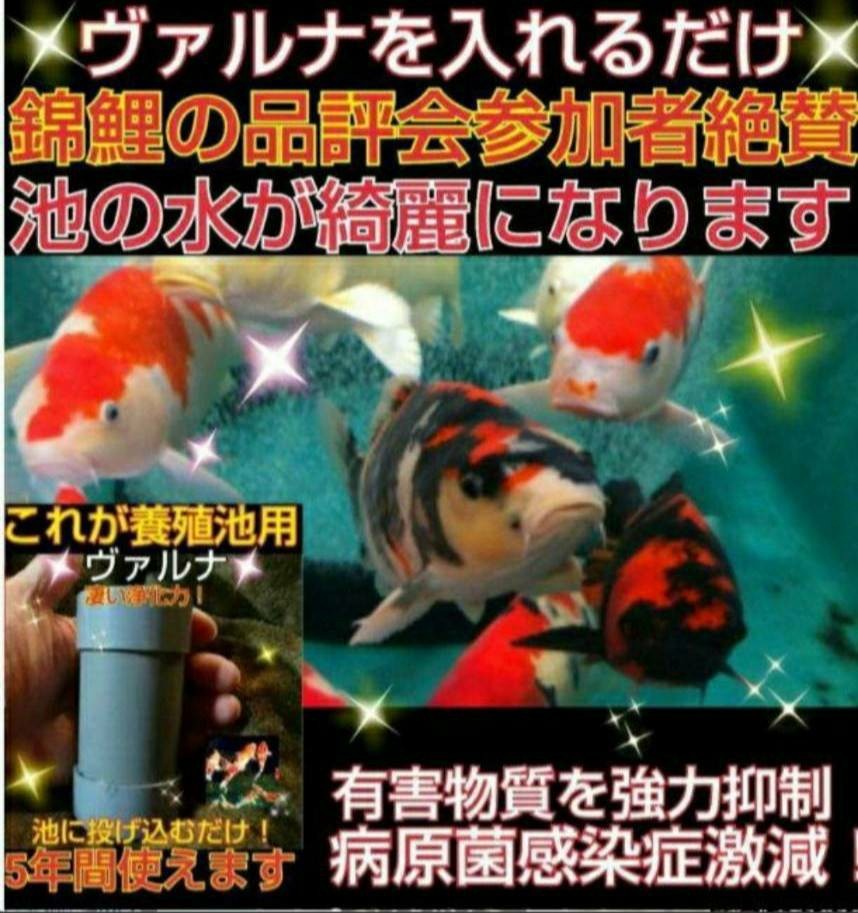 池の水質が抜群になります【ヴァルナ池用】病原菌や感染症など有害物質 ...