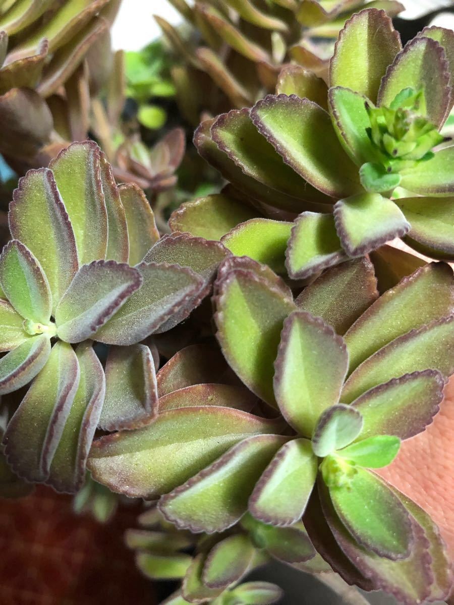 多肉植物 観葉植物 ペンテリー 多肉植物