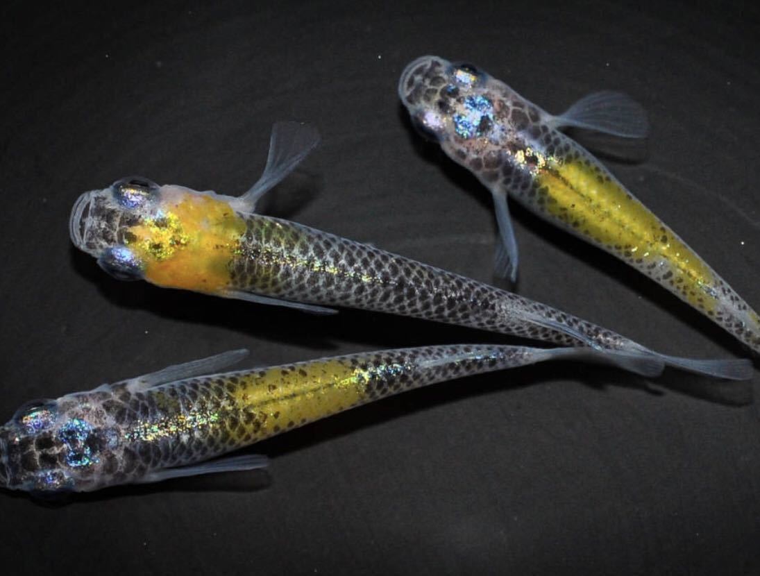 Tanakasan Shop 99 Medaka Club 特選 向日葵 灯 強烈黄色 ブラックリム メダカの稚魚 10匹の出品 Tanakasan Shop 99 Medaka Club 特選 向日葵 灯 強烈黄色 ブラックリム メダカの稚魚 10匹の出品