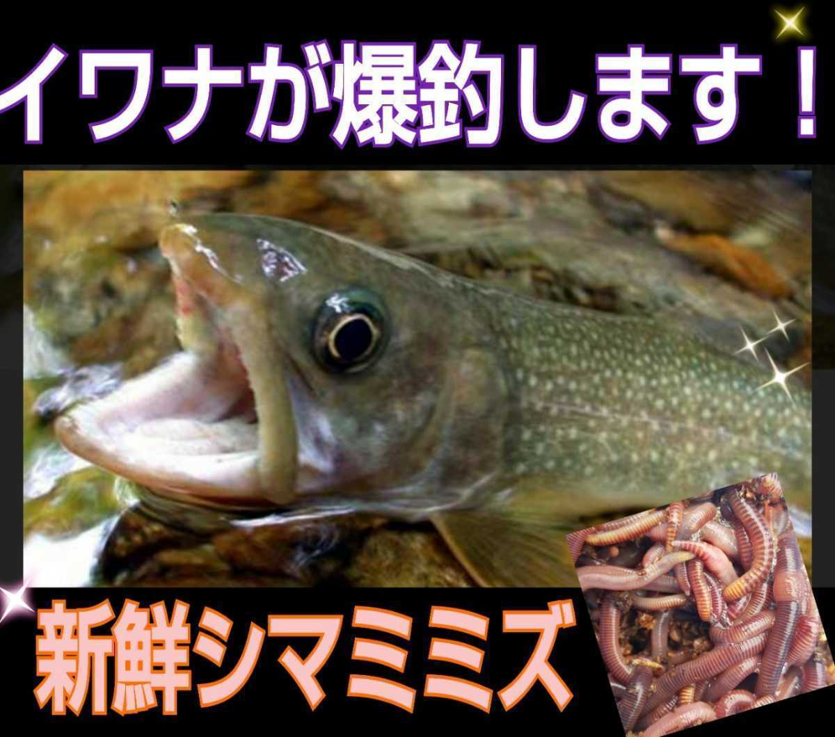 釣りの餌☆新鮮！採れたて直送！シマミミズ100匹セット　ヤマメ、イワナ、ブラックバスなど何でも釣れる！観賞魚、爬虫類、両生類の餌にも_画像1