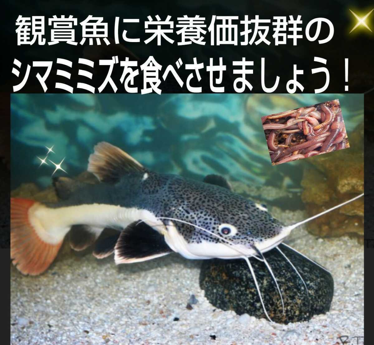 釣りの餌 新鮮 採れたて直送 シマミミズ100匹セット ヤマメ イワナ ブラックバスなど何でも釣れる 観賞魚 爬虫類 両生類の餌にも Jauce Shopping Service Yahoo Japan Auctions Ebay Japan 釣りの餌 新鮮 採れたて直送 シマミミズ100匹セット ヤマメ イワナ ブラックバスなど何でも釣れる 観賞魚 爬虫類 両生類の餌にも Jauce Shopping Service Yahoo Japan Auctions Ebay Japan