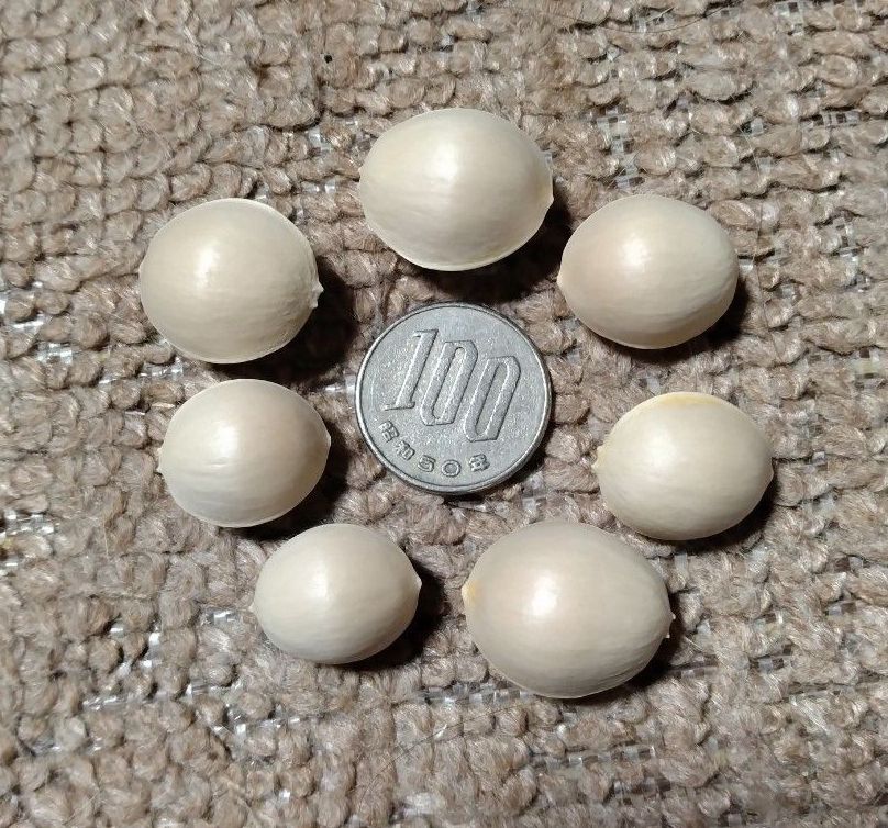 銀杏 ぎんなん 無農薬・無漂白 【岡山県産】（ 銀杏だけで1.2kg）多目にお入れ致します！！