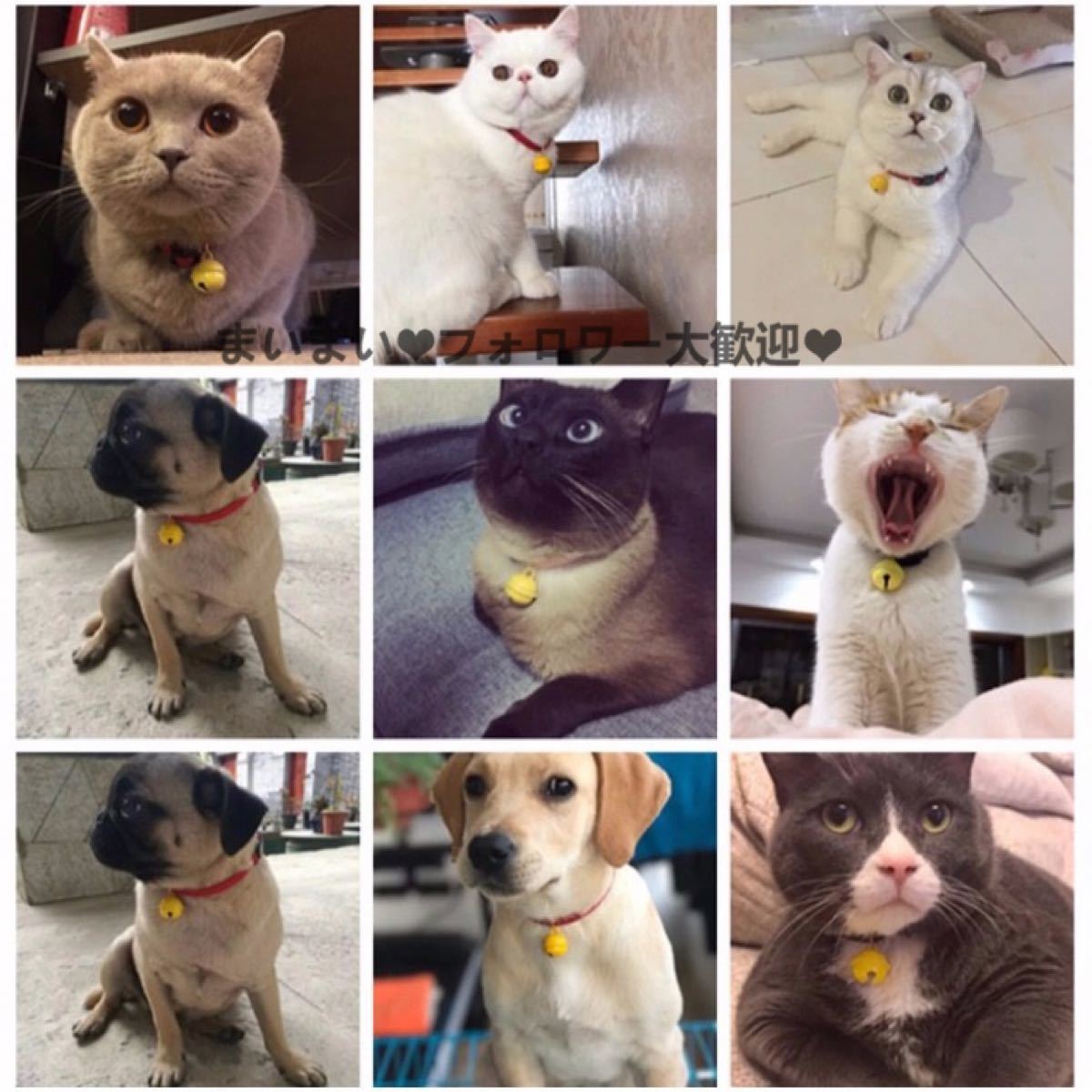 Paypayフリマ 新品 ペット用 首輪 猫ちゃん 犬 サイズs ドラミちゃん風 青 ブルー Paypayフリマ 新品 ペット用 首輪 猫ちゃん 犬 サイズs ドラミちゃん風 青 ブルー
