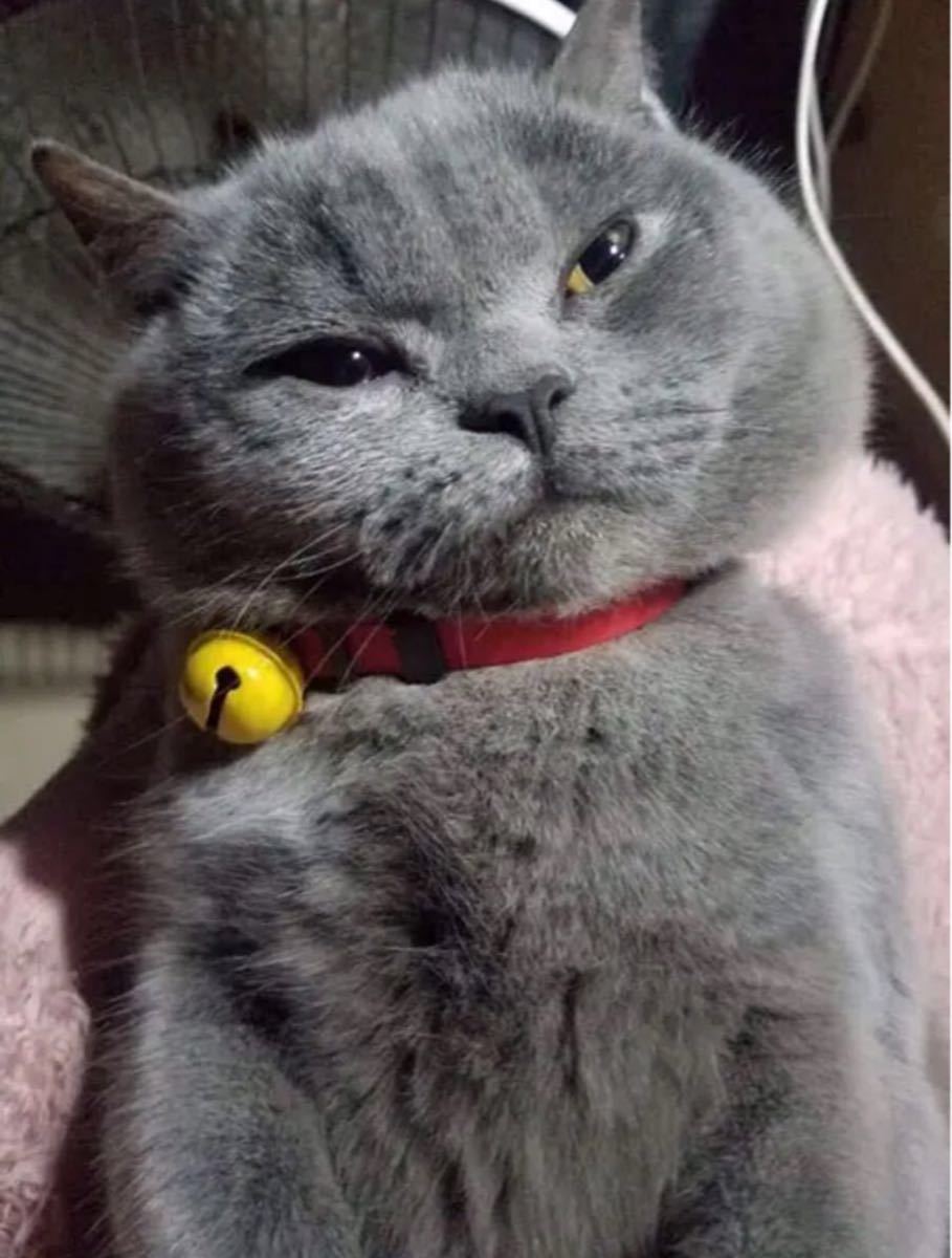 Paypayフリマ 新品 ペット用 首輪 猫ちゃん 犬 ドラえもん風ドラミちゃん風 サイズs セット Paypayフリマ 新品 ペット用 首輪 猫ちゃん 犬 ドラえもん風ドラミちゃん風 サイズs セット