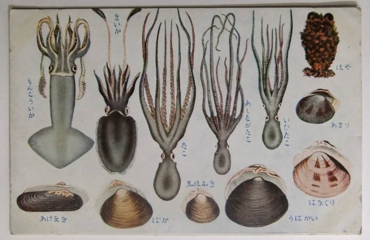 絵葉書戦前 海の生物 ほや あさり いひだこ Product Details Yahoo Auctions Japan Proxy Bidding And Shopping Service From Japan 絵葉書戦前 海の生物 ほや あさり いひだこ Product Details Yahoo Auctions Japan Proxy Bidding And Shopping Service From Japan