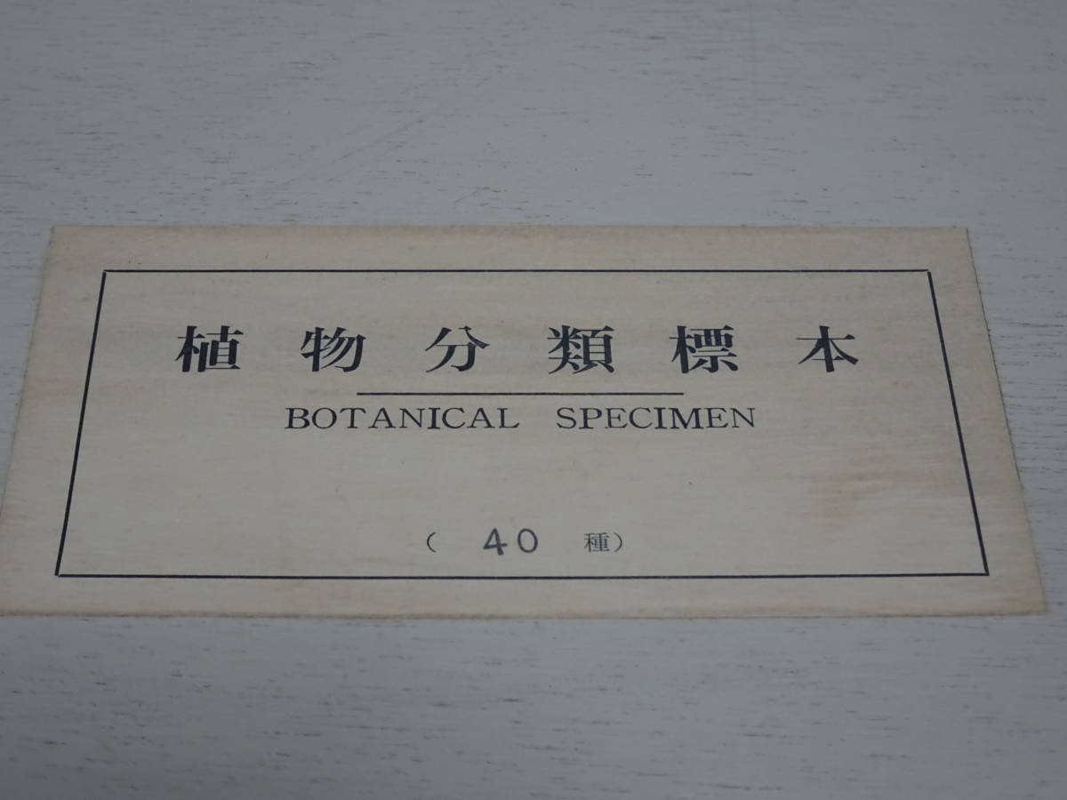 中古 長期保管品 植物分類標本 40種 木箱入 レトロ 学校 教材 ホソバコケシノブ ヤマネコノメ ウツギ サンショウソウ BOTANICAL SPECIMEN_画像6