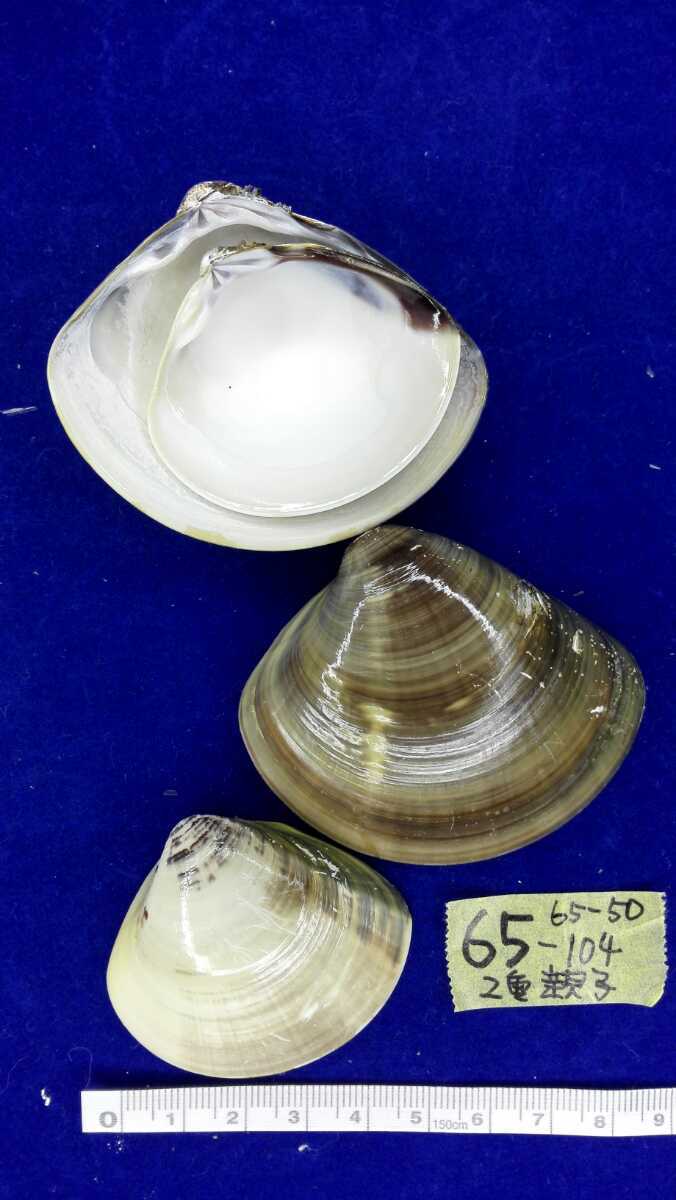 ヤフオク ハマグリ 2重 親子 65 104 貝合わせ 入れ子 貝 ヤフオク ハマグリ 2重 親子 65 104 貝合わせ 入れ子 貝