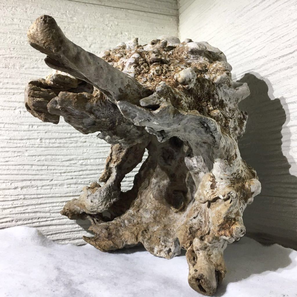 39 割引注目のブランド Nk Style 天然流木 煮沸 消毒 殺菌済 アクアリウム 水槽 オブジェ 一点モノ マングローブ系9 魚 水草 ペット用品 住まい インテリア Www Tsrplc Com 39 割引注目のブランド Nk Style 天然流木 煮沸 消毒 殺菌済 アクアリウム 水槽 オブジェ 一点モノ マングローブ系9 魚 水草 ペット用品 住まい インテリア Www Tsrplc Com