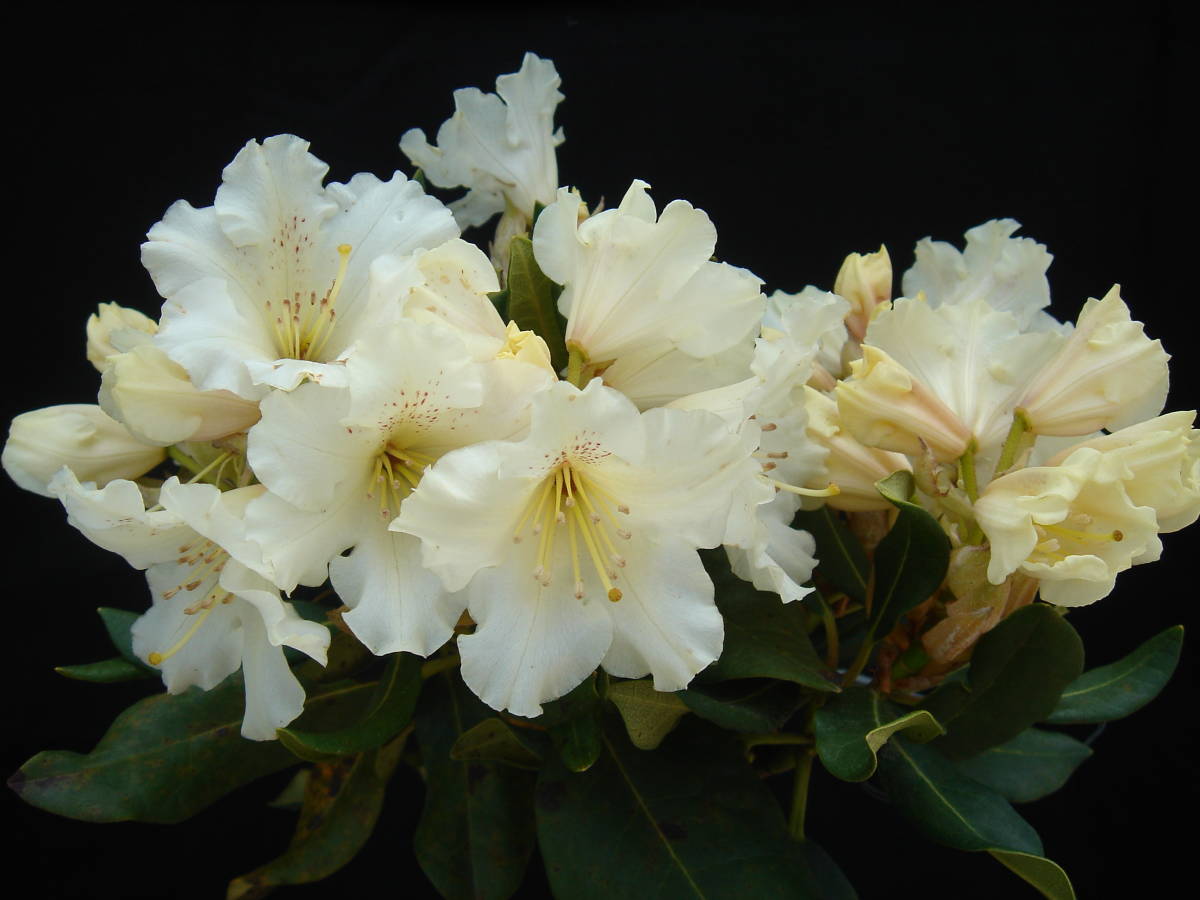 シャクナゲ ムーンライト 黄花のやや小型葉 花終わり 草丈60cm前後 根巻 植木 庭木 売買されたオークション情報 Yahooの商品情報をアーカイブ公開 オークファン Aucfan Com シャクナゲ ムーンライト 黄花のやや小型葉 花終わり 草丈60cm前後 根巻 植木 庭木 売買されたオークション情報 Yahooの商品情報をアーカイブ公開 オークファン Aucfan Com