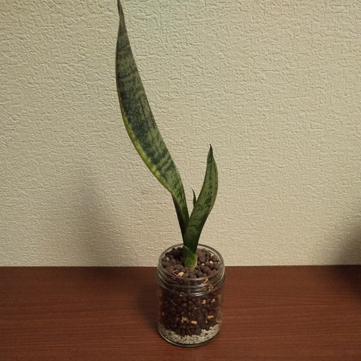 Paypayフリマ ハイドロカルチャー サンセベリア 観葉植物 Paypayフリマ ハイドロカルチャー サンセベリア 観葉植物