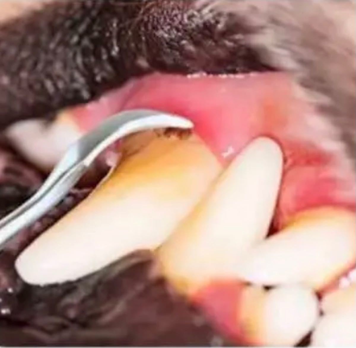 Paypayフリマ 歯石取り スケーラー 犬用猫用 平型タイプ ステンレス製 歯磨き Paypayフリマ 歯石取り スケーラー 犬用猫用 平型タイプ ステンレス製 歯磨き