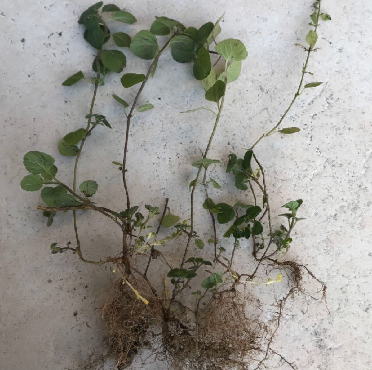 カラミンサ ネペタ 無農薬 宿根草 抜き苗(ネコポス箱いっぱい カラミンサ ネペタ 無農薬 宿根草 抜き苗(ネコポス箱いっぱい