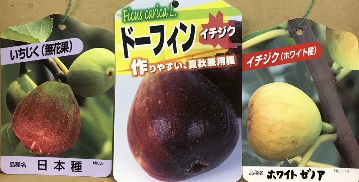 無花果(いちじく)苗木3本 | bergosafety.com.br