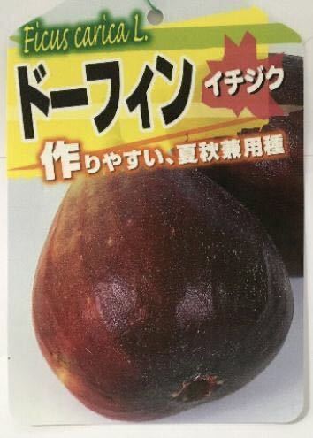 いちじく桝井ドーフィン 苗木 Wp Fmcsd Org いちじく桝井ドーフィン 苗木 Wp Fmcsd Org