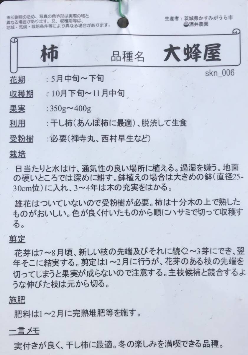 あんぽ柿に最適 大蜂屋柿 渋柿 苗木_画像2