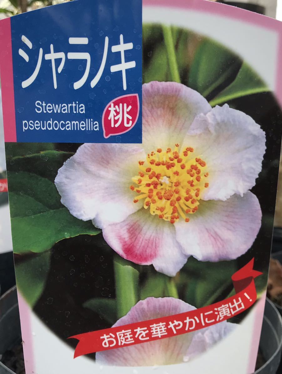 夏つばき 桃色 シャラの木 苗木