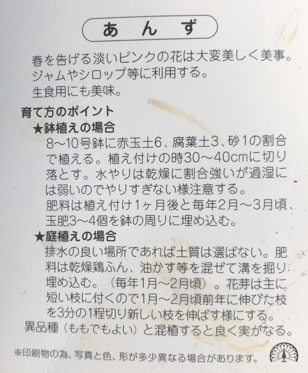 大実 アプリコット ハーコット 接木苗木_画像2