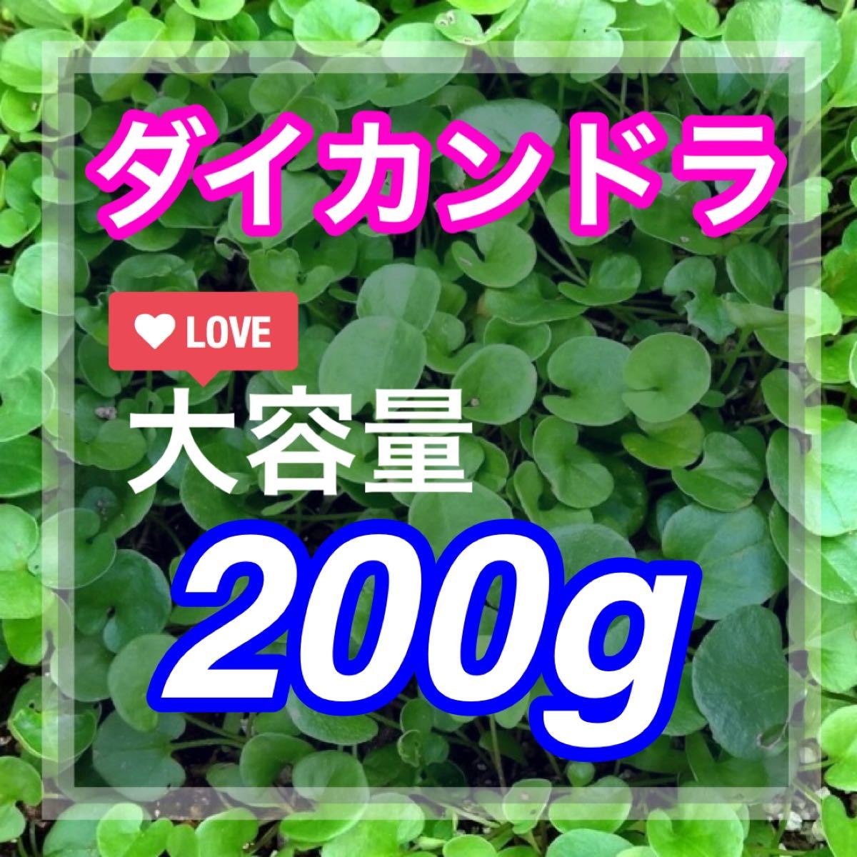 Paypayフリマ 最安値 ディコンドラ ダイカンドラ 0g種子 お洒落グランドカバー 芝生へ Paypayフリマ 最安値 ディコンドラ ダイカンドラ 0g種子 お洒落グランドカバー 芝生へ