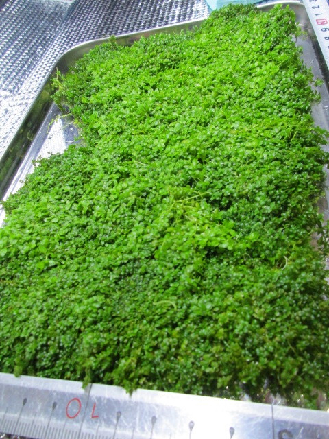 キューバ パールグラス 大量 1円スタート 極美 前景 種 早い者勝ち 水草 売買されたオークション情報 Yahooの商品情報をアーカイブ公開 オークファン Aucfan Com キューバ パールグラス 大量 1円スタート 極美 前景 種 早い者勝ち 水草 売買されたオークション情報 Yahooの商品情報をアーカイブ公開 オークファン Aucfan Com