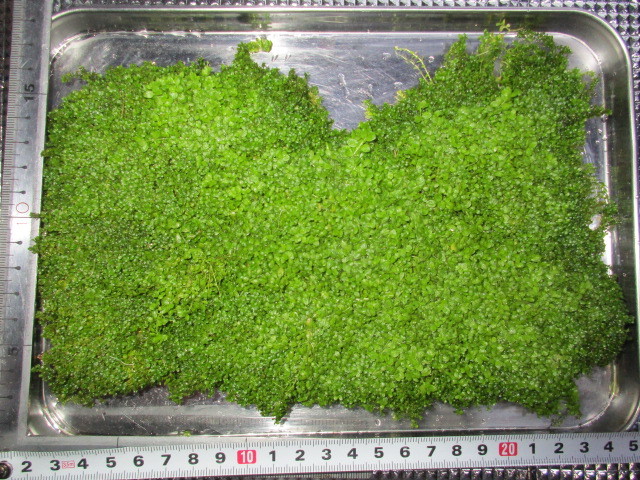 キューバ パールグラス 大量 1円スタート 極美 前景 種 早い者勝ち 水草 売買されたオークション情報 Yahooの商品情報をアーカイブ公開 オークファン Aucfan Com キューバ パールグラス 大量 1円スタート 極美 前景 種 早い者勝ち 水草 売買されたオークション情報 Yahooの商品情報をアーカイブ公開 オークファン Aucfan Com