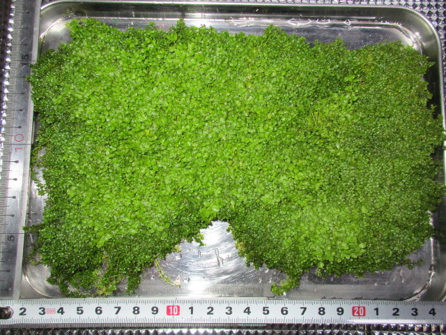 キューバ パールグラス 大量 1円スタート 極美 前景 種 早い者勝ち 水草 売買されたオークション情報 Yahooの商品情報をアーカイブ公開 オークファン Aucfan Com キューバ パールグラス 大量 1円スタート 極美 前景 種 早い者勝ち 水草 売買されたオークション情報 Yahooの商品情報をアーカイブ公開 オークファン Aucfan Com