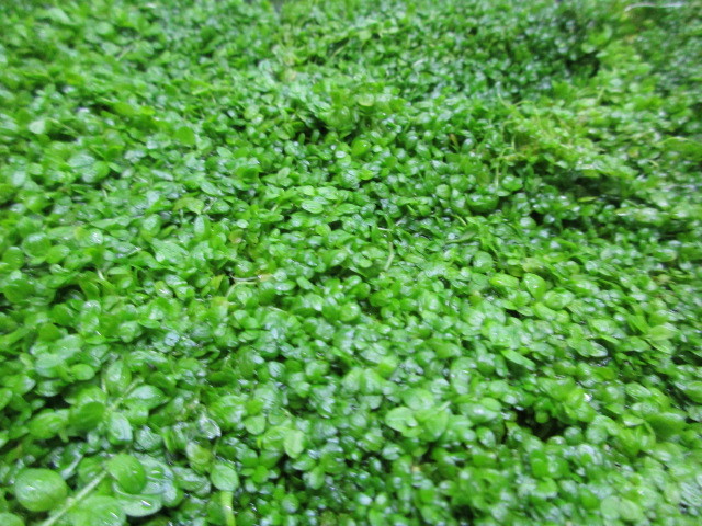 キューバ パールグラス 大量 1円スタート 極美 前景 種 早い者勝ち 水草 売買されたオークション情報 Yahooの商品情報をアーカイブ公開 オークファン Aucfan Com キューバ パールグラス 大量 1円スタート 極美 前景 種 早い者勝ち 水草 売買されたオークション情報 Yahooの商品情報をアーカイブ公開 オークファン Aucfan Com