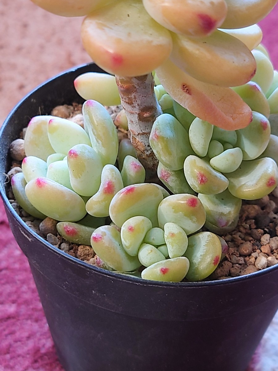 多肉植物 韓国苗 エケベリア ピンクラウル|Yahoo!フリマ(旧 多肉植物 韓国苗 エケベリア ピンクラウル|Yahoo!フリマ(旧