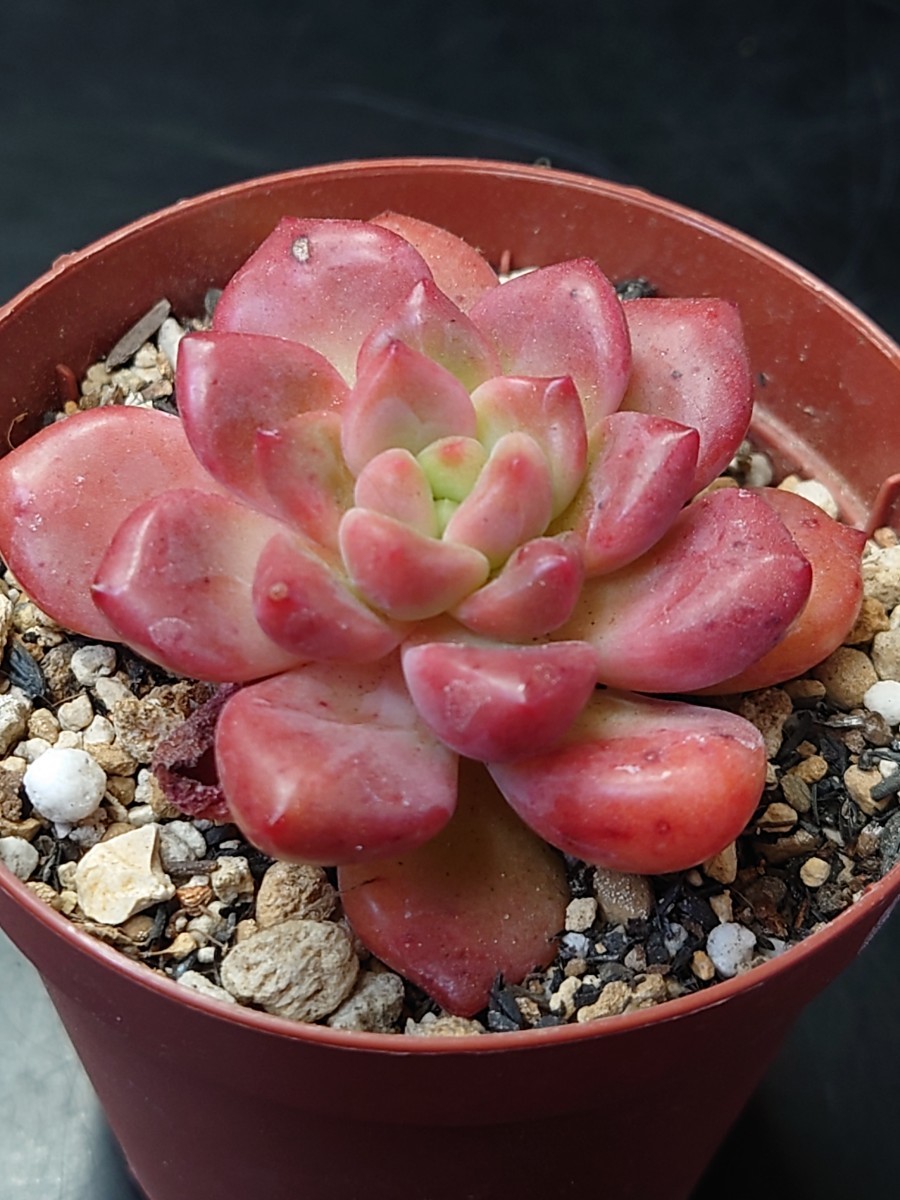 多肉植物 韓国苗 エケベリア パラドックス|Yahoo!フリマ(旧 多肉植物 韓国苗 エケベリア パラドックス|Yahoo!フリマ(旧