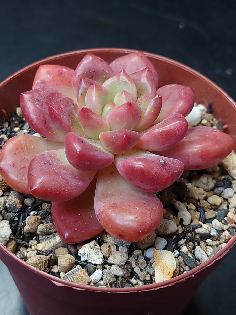 多肉植物 韓国苗 エケベリア パラドックス|Yahoo!フリマ(旧 多肉植物 韓国苗 エケベリア パラドックス|Yahoo!フリマ(旧