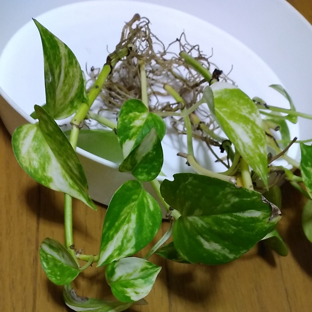 観葉植物