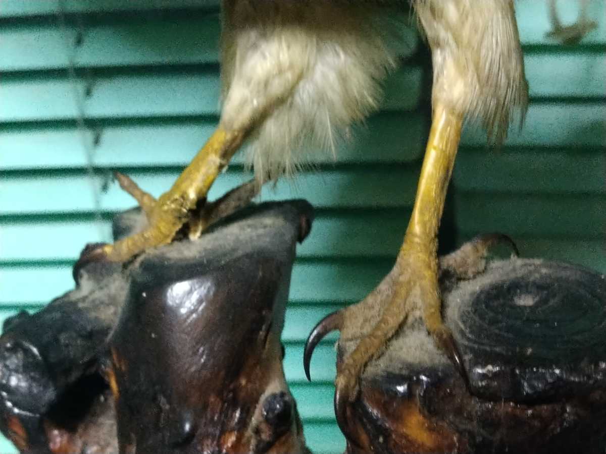 本物!希少品!昭和レトロ!鷹!剥製!原皮輸入証明付き!ツミ タカ