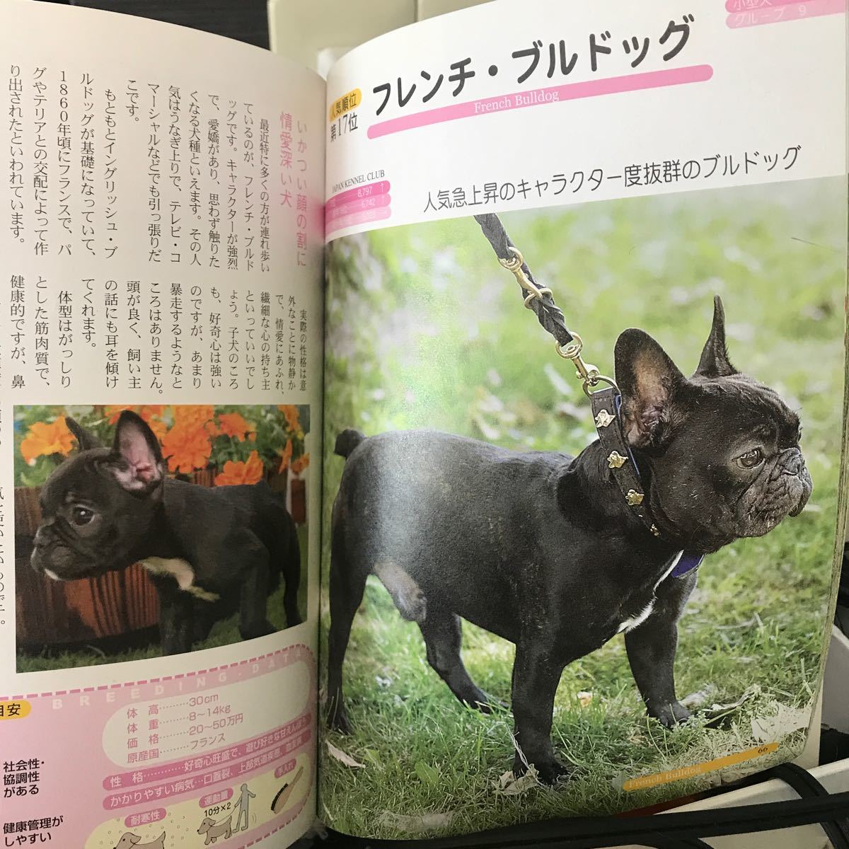 Paypayフリマ 犬図鑑 Paypayフリマ 犬図鑑