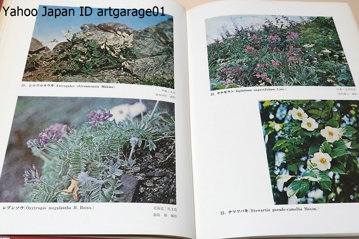  modified . new version * Japan plant magazine *. flower compilation *sida compilation *2 pcs. / large . next Saburou / Showa era 47 year /... Taro . average .. japanese plant classification .. base ...* japanese plant . net .