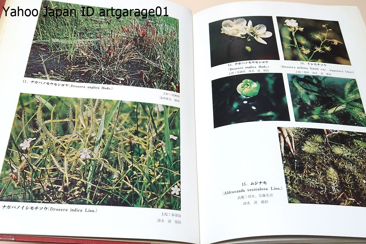  modified . new version * Japan plant magazine *. flower compilation *sida compilation *2 pcs. / large . next Saburou / Showa era 47 year /... Taro . average .. japanese plant classification .. base ...* japanese plant . net .