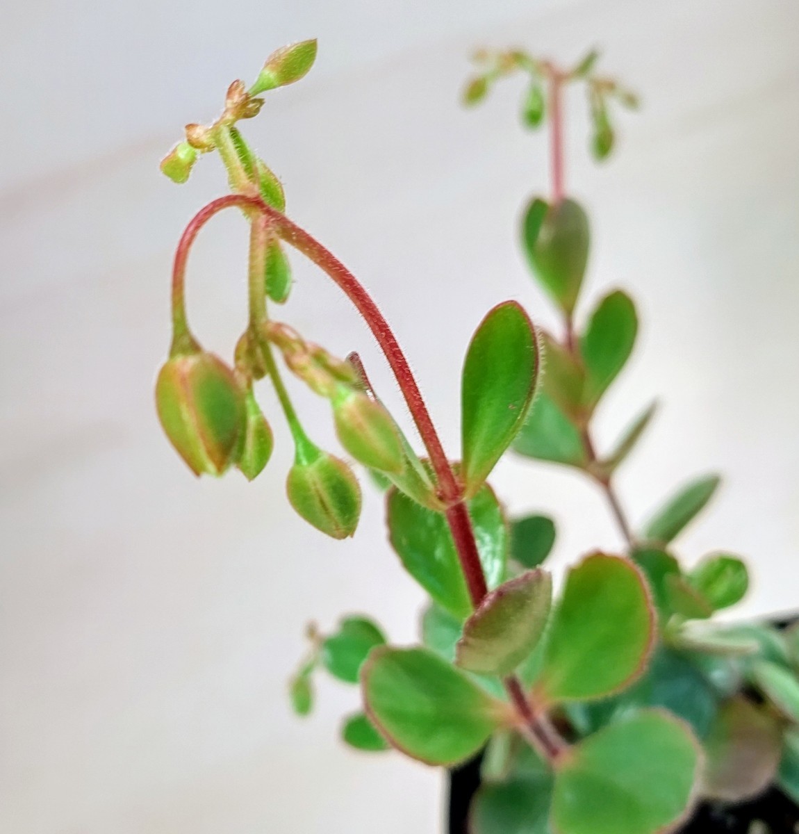 抜き苗】紅提灯 多肉植物 カランコエ 紅葉 プレステラ プラ鉢 抜き苗】紅提灯 多肉植物 カランコエ 紅葉 プレステラ プラ鉢