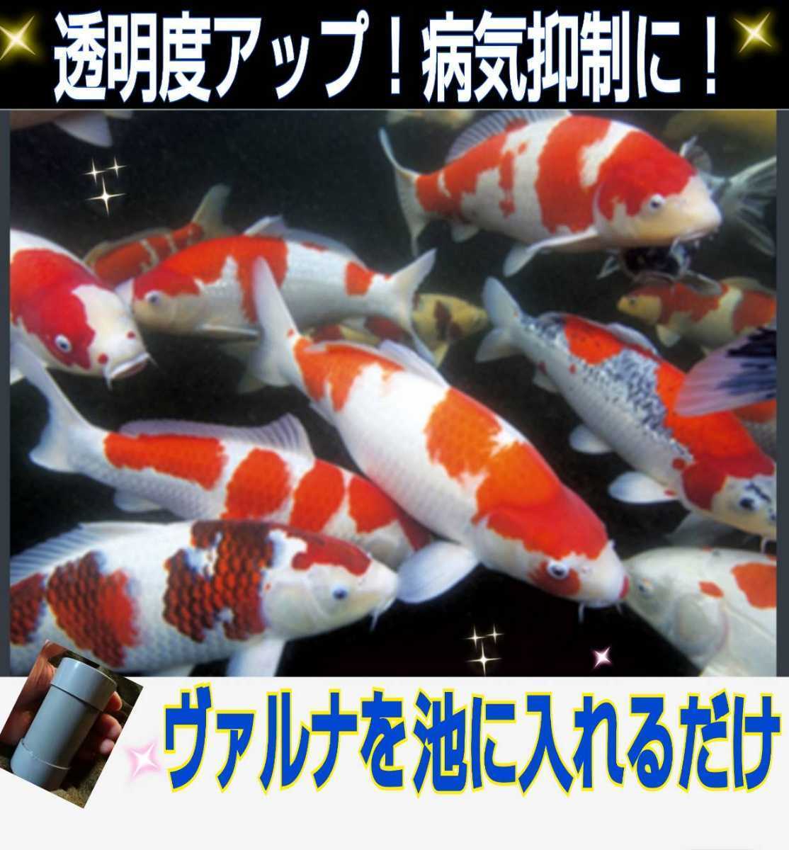 池の水質アップに抜群☆錦鯉の品評会から絶賛【ヴァルナ池用】透明度がアップし病原菌や感染症を強力抑制☆生体が活性化します！水替不要_画像4