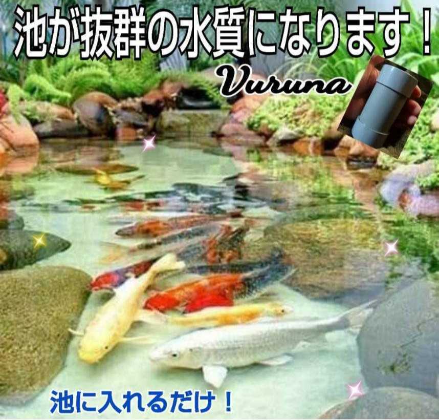 池の水質アップに抜群☆錦鯉の品評会から絶賛【ヴァルナ池用】透明度が ...